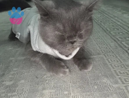 British Shorthair Acil Erkek Kedi Arıyoruz
