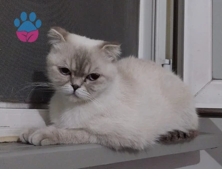 Scottish Fold Kızım Eş Arıyorum