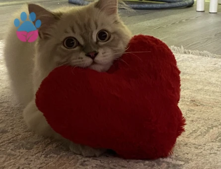 British longhair 7 Aylık Kızgınlıkta