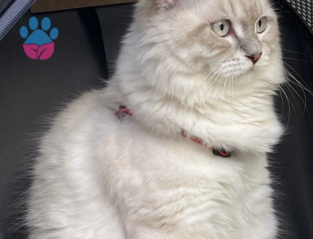 British longhair 7 Aylık Kızgınlıkta