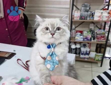 British longhair 7 Aylık Kızgınlıkta