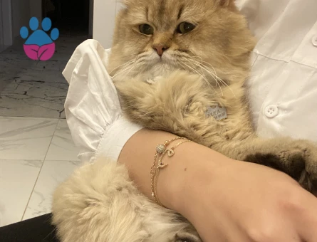 British Shorthair 3 Yaşında Eş Arıyor