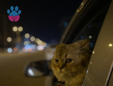 British Shorthair 3 Yaşında Eş Arıyor