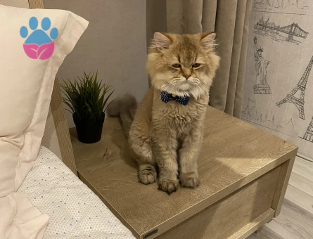 British Shorthair 3 Yaşında Eş Arıyor
