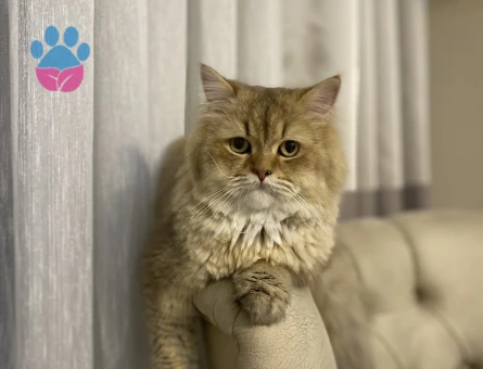 British Shorthair 3 Yaşında Eş Arıyor