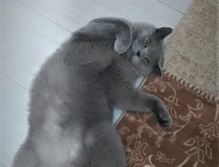British Shorthair 10 Aylık Eş Arıyorum - 118971417