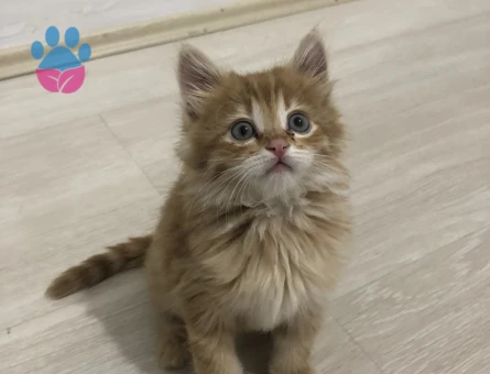 Sarman Mila Kızıma Eş Arıyorum