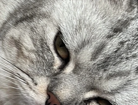 British Shorthair 1 Yaşında Eş Arıyor - 118971422