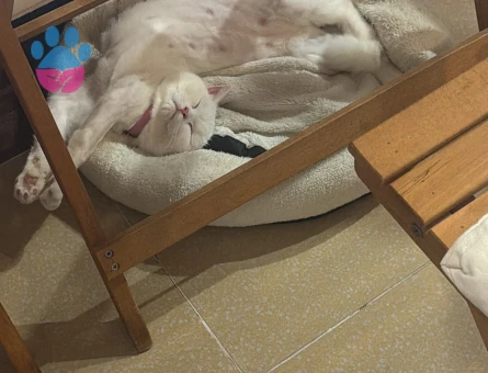 Exotic Shorthair Kedime Eş arıyoruz - Görsel 2