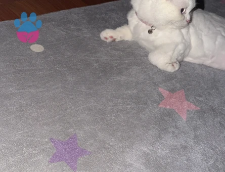 Exotic Shorthair Kedime Eş arıyoruz - Görsel 3