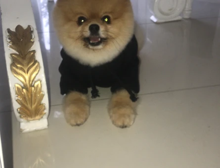 Pomeranian Boo Mike Eş Arıyor - 118985001