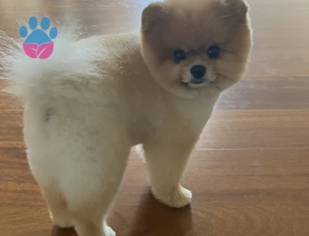 Pomeranian Boo Mike Eş Arıyor - Görsel 3