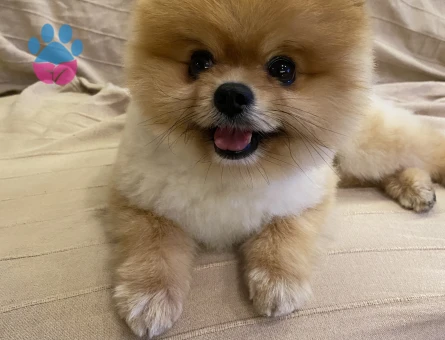 Pomeranian Boo Mike Eş Arıyor - Görsel 4