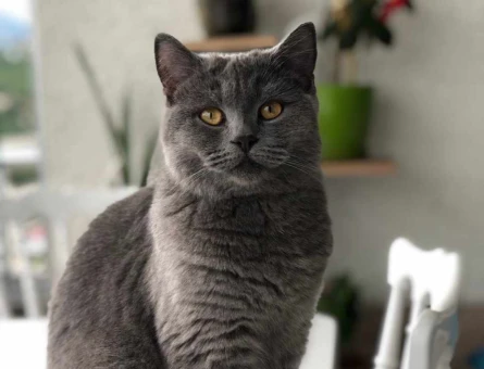 British Shorthair Kızıma Eş Arıyorum 1 Yaşında - 118971932