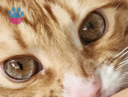 Sarman Kedim Adoş için Eş Arıyorum