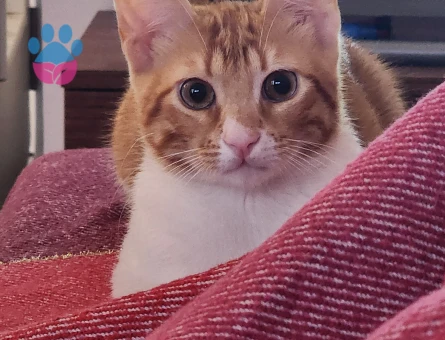 Sarman Kedim Adoş için Eş Arıyorum