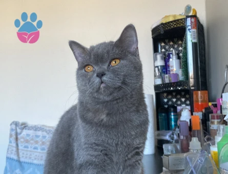 British Shorthair 1 Yaşında Eş Arıyor