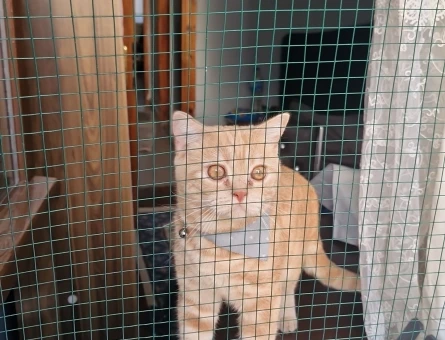 British Shorthair Ekim Boyo'ya Eş Arıyoruz - 118971939