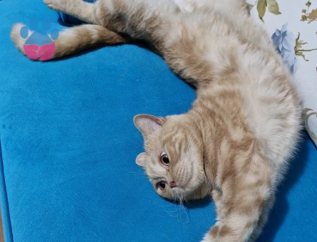 British Shorthair Ekim Boyo'ya Eş Arıyoruz
