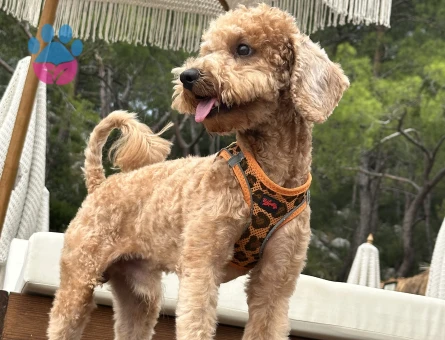 Toy poodle Gofret 1 Yaşında Eş Arıyor