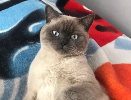 British shorthair 1.5 Yaşında Kedime Eş Arıyorum - 118979939