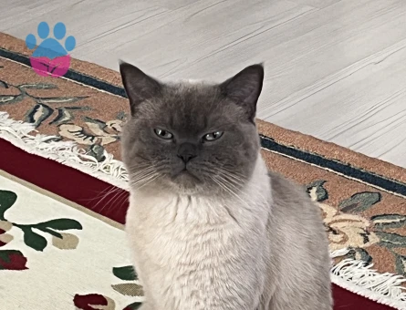British shorthair 1.5 Yaşında Kedime Eş Arıyorum
