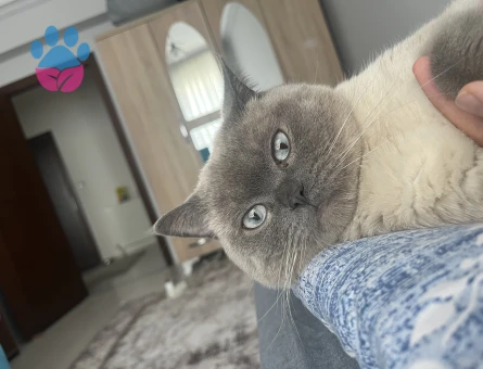 British shorthair 1.5 Yaşında Kedime Eş Arıyorum