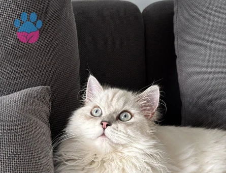 ERKEK BRITISH LONGHAİR