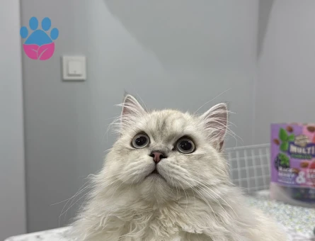 ERKEK BRITISH LONGHAİR