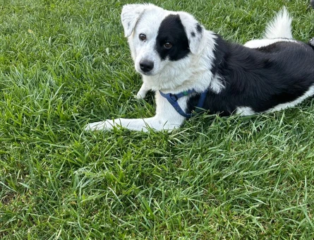Australian Shepherd köpeğimiz için eş arıyoruz - 118979942
