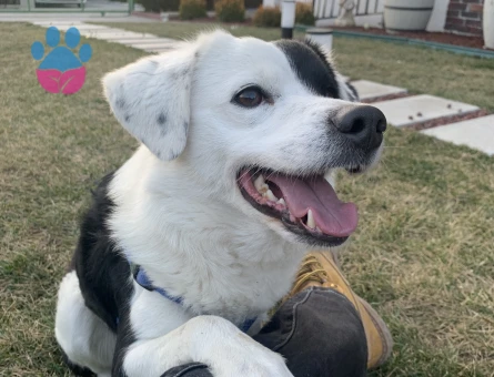 Australian Shepherd köpeğimiz için eş arıyoruz