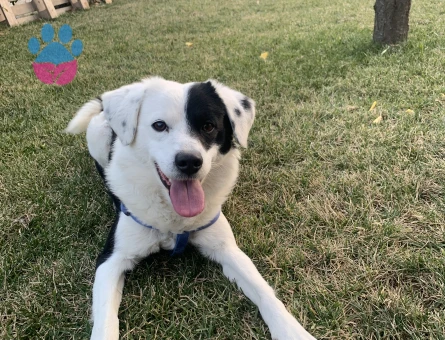 Australian Shepherd köpeğimiz için eş arıyoruz