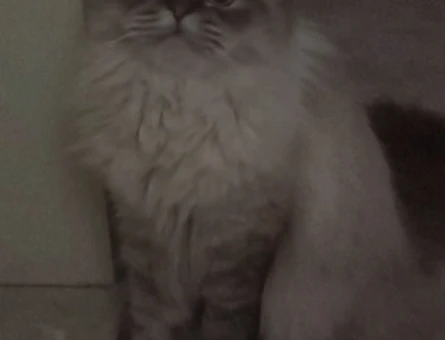 British longhair kızıma eş arıyoruz - 118979943