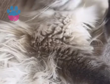 British longhair kızıma eş arıyoruz