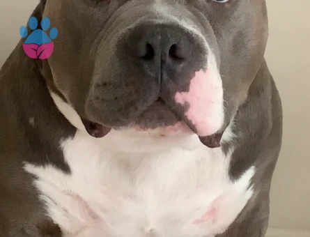 3 yaşında XL Erkek oğluşum A dişi ariyorum…