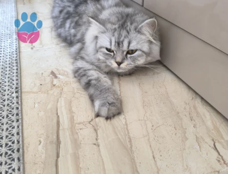 Pamuk kızım eşini arıyor