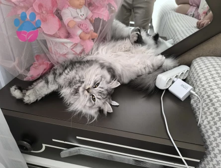 Pamuk kızım eşini arıyor