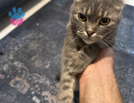 Kızgın scotish dişi