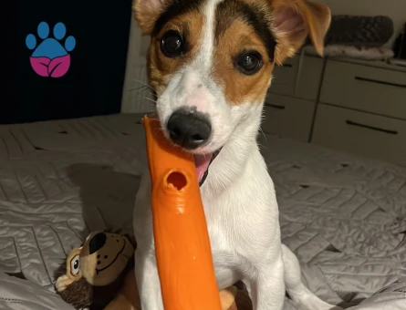 1 Yaşında Erkek Jack Russel Mabel