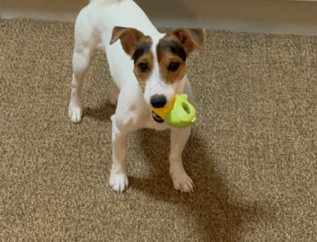 1 Yaşında Erkek Jack Russel Mabel - 118979956
