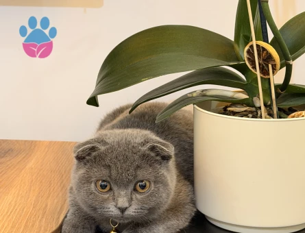 Scottish Fold 10 aylık dişi kedim - 118985211