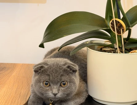 Scottish Fold 10 aylık dişi kedim - 118985211