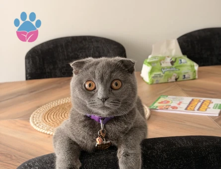 Scottish Fold 10 aylık dişi kedim - Görsel 3