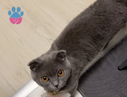 Scottish Fold 10 aylık dişi kedim - Görsel 4