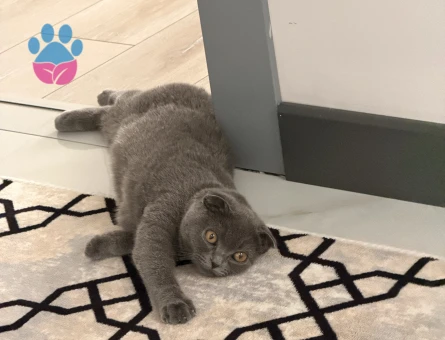 Scottish Fold 10 aylık dişi kedim - Görsel 5