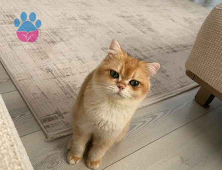 British Shorthair 1 Yaşında Eş Arıyor - Görsel 3
