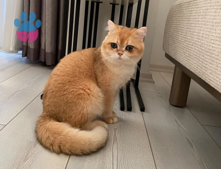 British Shorthair 1 Yaşında Eş Arıyor - Görsel 2