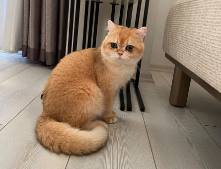 British Shorthair 1 Yaşında Eş Arıyor - 118985212