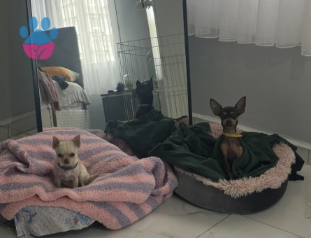 Chihuaha 1 Yaşında Dişi Kızgınlıkta - Görsel 3