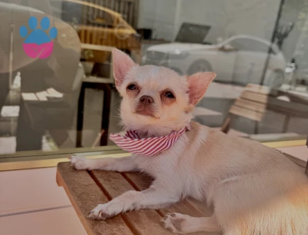 Chihuaha 1 Yaşında Dişi Kızgınlıkta - Görsel 4